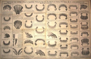 Item #0811040 TEETH OF THE HORSE Chart for Accurately Telling the Age from Six Months to Twenty -...